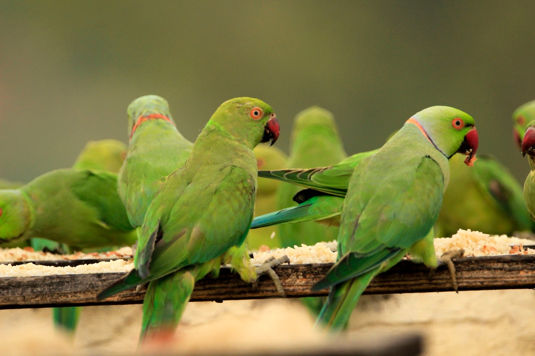 The Green Feathers